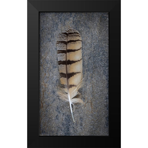 Feather Portrait IV Black Modern Wood Framed Art Print by Mahan, Kathy