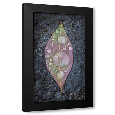 Dogwood Leaf And Rain I Black Modern Wood Framed Art Print with Double Matting by Mahan, Kathy