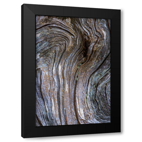 Gnarled Driftwood I Black Modern Wood Framed Art Print with Double Matting by Mahan, Kathy