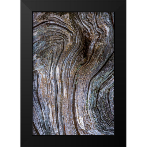 Gnarled Driftwood I Black Modern Wood Framed Art Print by Mahan, Kathy
