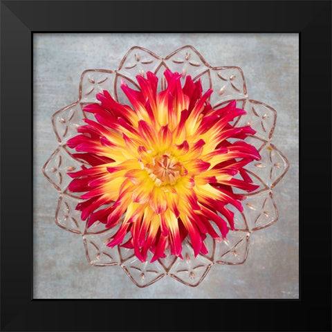 Red And Yellow Dahlia Black Modern Wood Framed Art Print by Mahan, Kathy