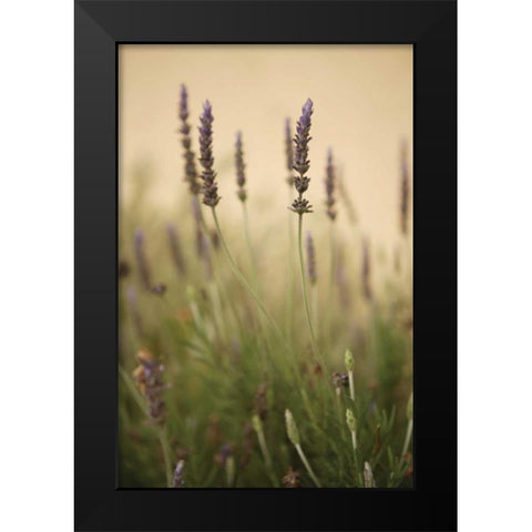 Lavender I Black Modern Wood Framed Art Print by Millet, Karyn