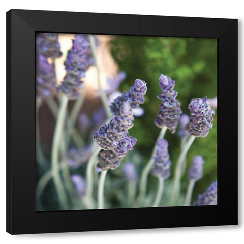 Lavender II Black Modern Wood Framed Art Print by Millet, Karyn