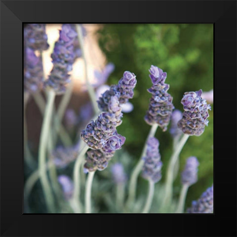 Lavender II Black Modern Wood Framed Art Print by Millet, Karyn