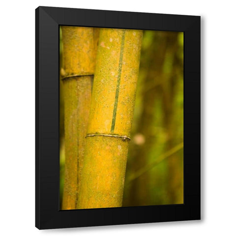Bamboo I Black Modern Wood Framed Art Print by Millet, Karyn