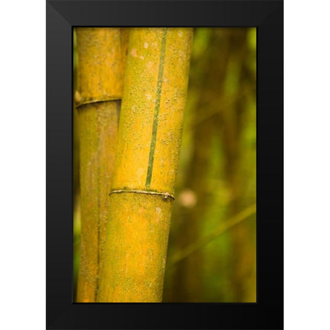 Bamboo I Black Modern Wood Framed Art Print by Millet, Karyn