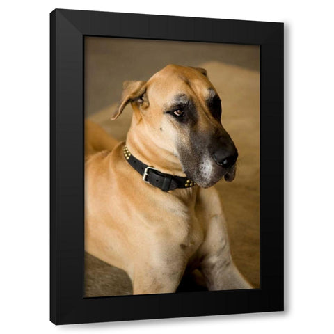 Great Dane Black Modern Wood Framed Art Print with Double Matting by Millet, Karyn