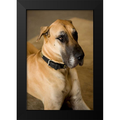 Great Dane Black Modern Wood Framed Art Print by Millet, Karyn