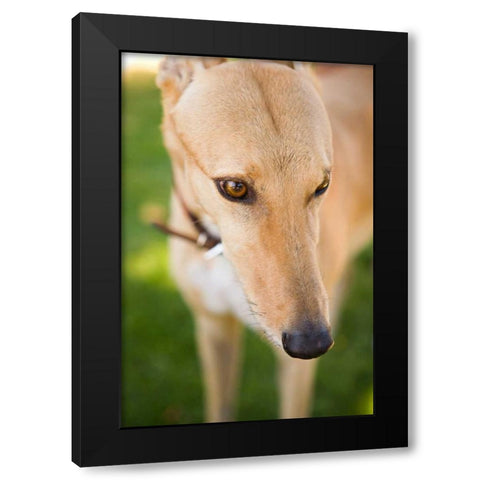Greyhound Black Modern Wood Framed Art Print with Double Matting by Millet, Karyn