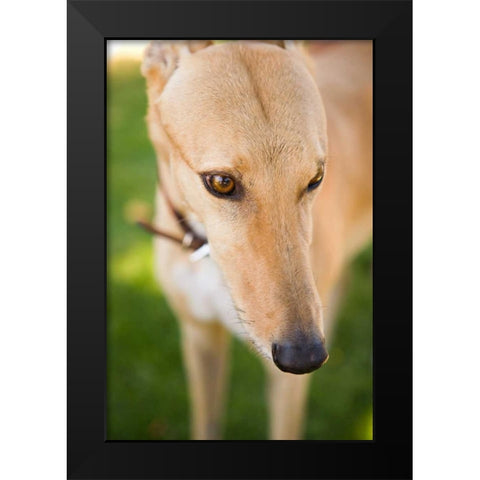 Greyhound Black Modern Wood Framed Art Print by Millet, Karyn