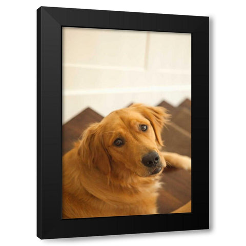 Goldie I Black Modern Wood Framed Art Print with Double Matting by Millet, Karyn