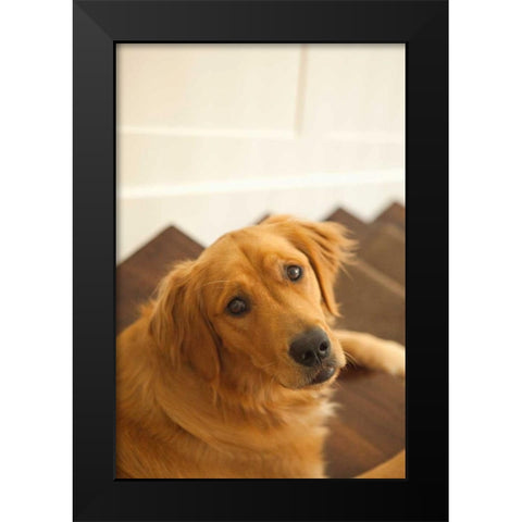 Goldie I Black Modern Wood Framed Art Print by Millet, Karyn