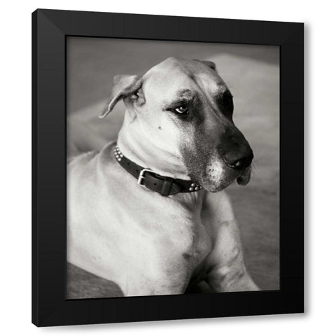 Great Dane Black Modern Wood Framed Art Print with Double Matting by Millet, Karyn