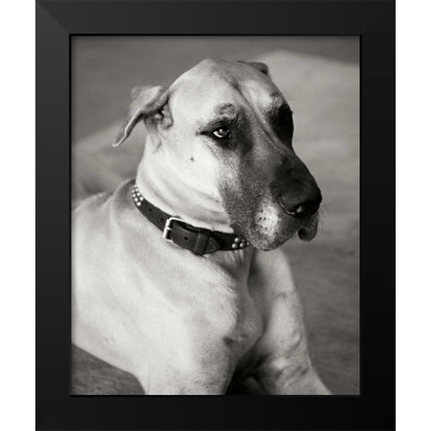 Great Dane Black Modern Wood Framed Art Print by Millet, Karyn