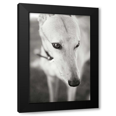 Greyhound Black Modern Wood Framed Art Print with Double Matting by Millet, Karyn