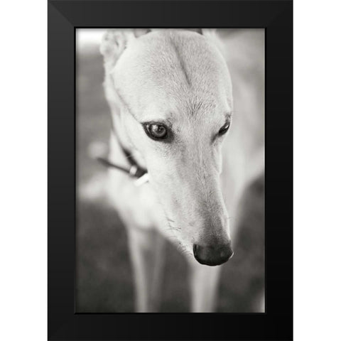 Greyhound Black Modern Wood Framed Art Print by Millet, Karyn