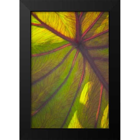 Sun in the Leaves II Black Modern Wood Framed Art Print by Millet, Karyn