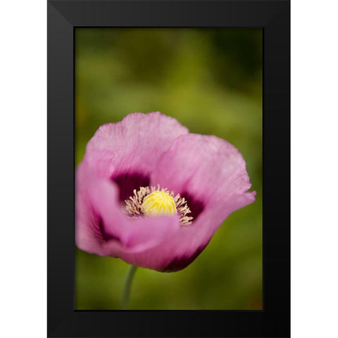 Purple Poppy I Black Modern Wood Framed Art Print by Millet, Karyn