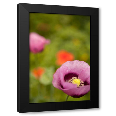 Purple Poppy II Black Modern Wood Framed Art Print by Millet, Karyn