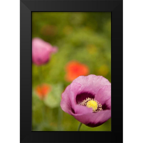 Purple Poppy II Black Modern Wood Framed Art Print by Millet, Karyn
