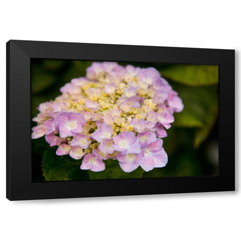 Hydrangeas I Black Modern Wood Framed Art Print with Double Matting by Millet, Karyn