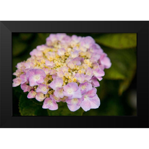 Hydrangeas I Black Modern Wood Framed Art Print by Millet, Karyn