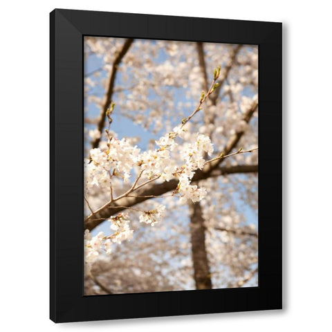 In Bloom I Black Modern Wood Framed Art Print by Millet, Karyn