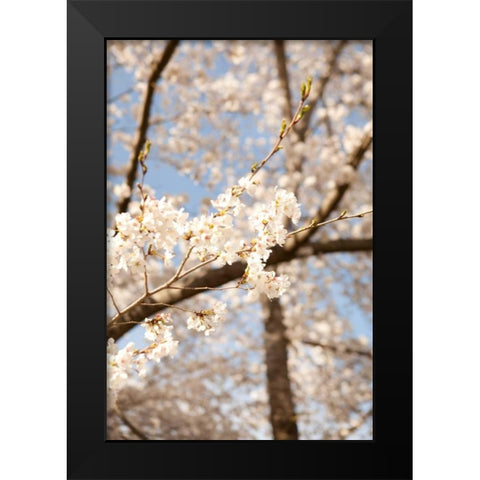 In Bloom I Black Modern Wood Framed Art Print by Millet, Karyn
