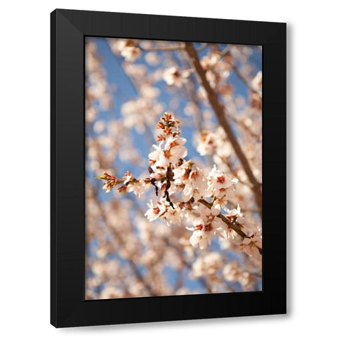 In Bloom VIII Black Modern Wood Framed Art Print by Millet, Karyn