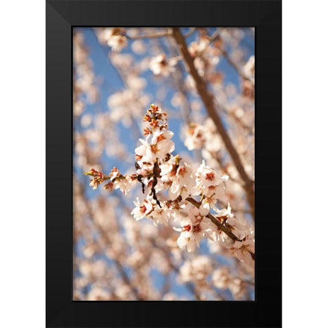In Bloom VIII Black Modern Wood Framed Art Print by Millet, Karyn