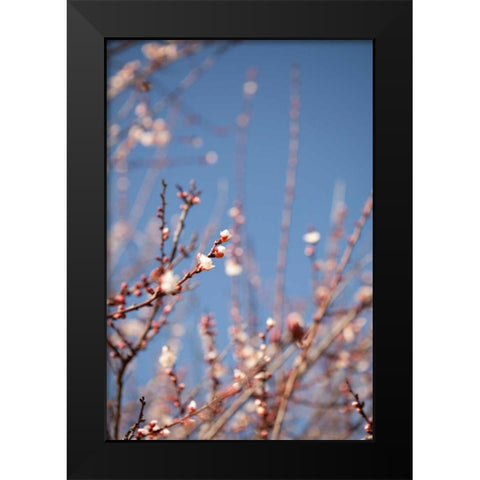 In Bloom IX Black Modern Wood Framed Art Print by Millet, Karyn