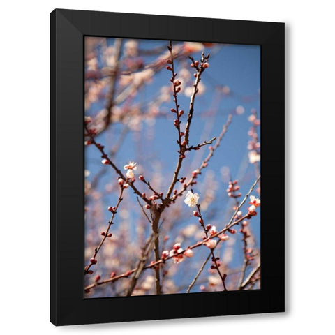 In Bloom X Black Modern Wood Framed Art Print by Millet, Karyn
