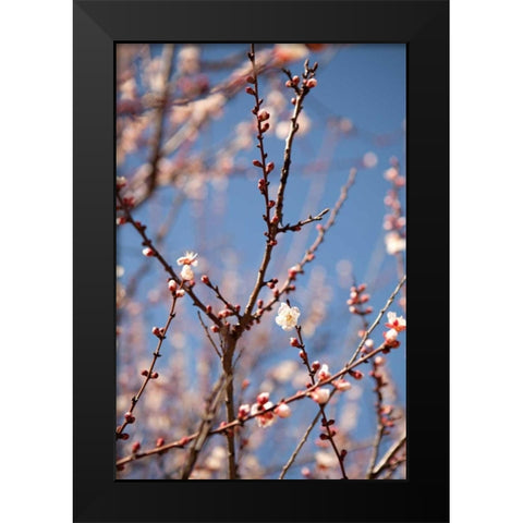 In Bloom X Black Modern Wood Framed Art Print by Millet, Karyn