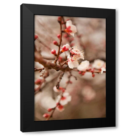 In Bloom XI Black Modern Wood Framed Art Print by Millet, Karyn