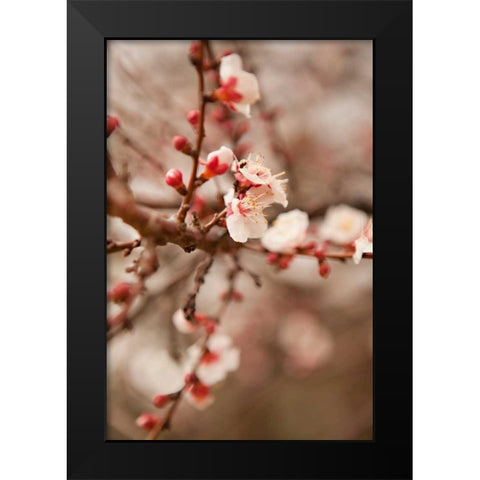 In Bloom XI Black Modern Wood Framed Art Print by Millet, Karyn