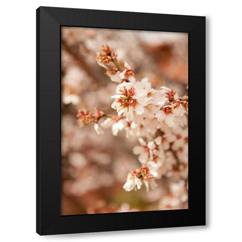 In Bloom XII Black Modern Wood Framed Art Print by Millet, Karyn