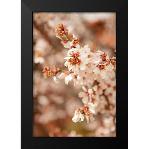 In Bloom XII Black Modern Wood Framed Art Print by Millet, Karyn
