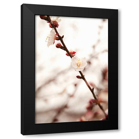 In Bloom XIII Black Modern Wood Framed Art Print by Millet, Karyn