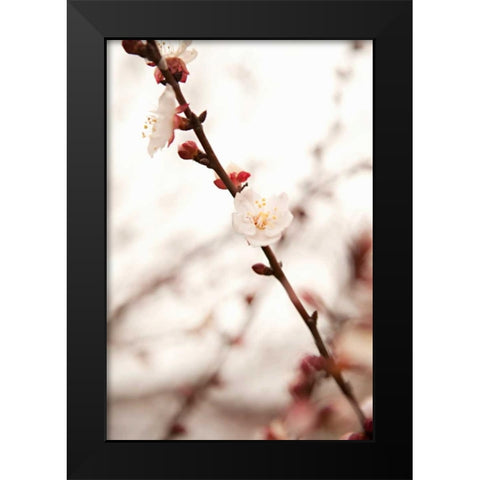 In Bloom XIII Black Modern Wood Framed Art Print by Millet, Karyn