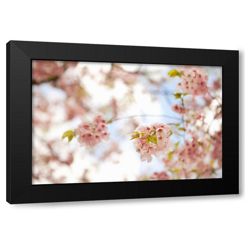 In Bloom XVI Black Modern Wood Framed Art Print by Millet, Karyn