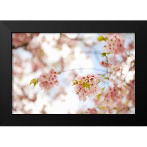 In Bloom XVI Black Modern Wood Framed Art Print by Millet, Karyn