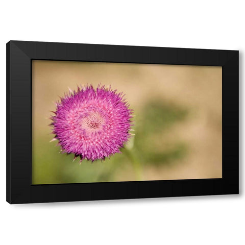 Macro Bloom II Black Modern Wood Framed Art Print with Double Matting by Millet, Karyn