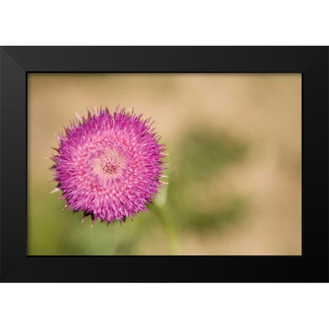 Macro Bloom II Black Modern Wood Framed Art Print by Millet, Karyn