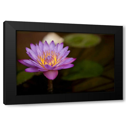 Macro Bloom VI Black Modern Wood Framed Art Print by Millet, Karyn