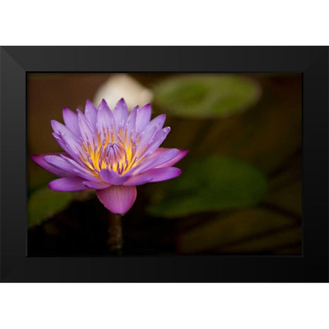 Macro Bloom VI Black Modern Wood Framed Art Print by Millet, Karyn