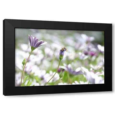 Field of Daisies I Black Modern Wood Framed Art Print with Double Matting by Millet, Karyn