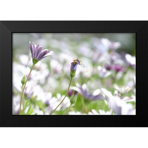Field of Daisies I Black Modern Wood Framed Art Print by Millet, Karyn