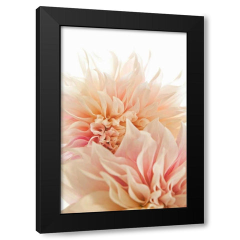 Pink Dahlia II Black Modern Wood Framed Art Print with Double Matting by Millet, Karyn