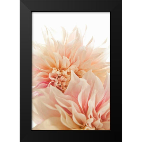 Pink Dahlia II Black Modern Wood Framed Art Print by Millet, Karyn