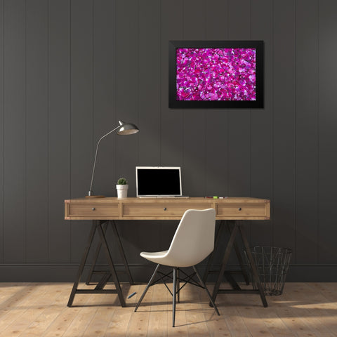Pink Petals III Black Modern Wood Framed Art Print by Millet, Karyn